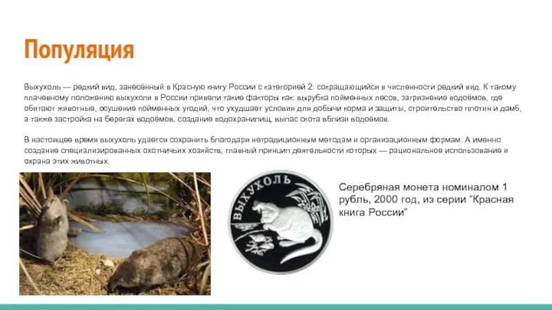 Выхухоль занесена в красную книгу. Русская выхухоль красная книга кировской области. выхухоль занесен в красную книгу.