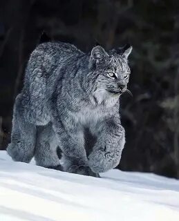 Самое крупное кошачье животное