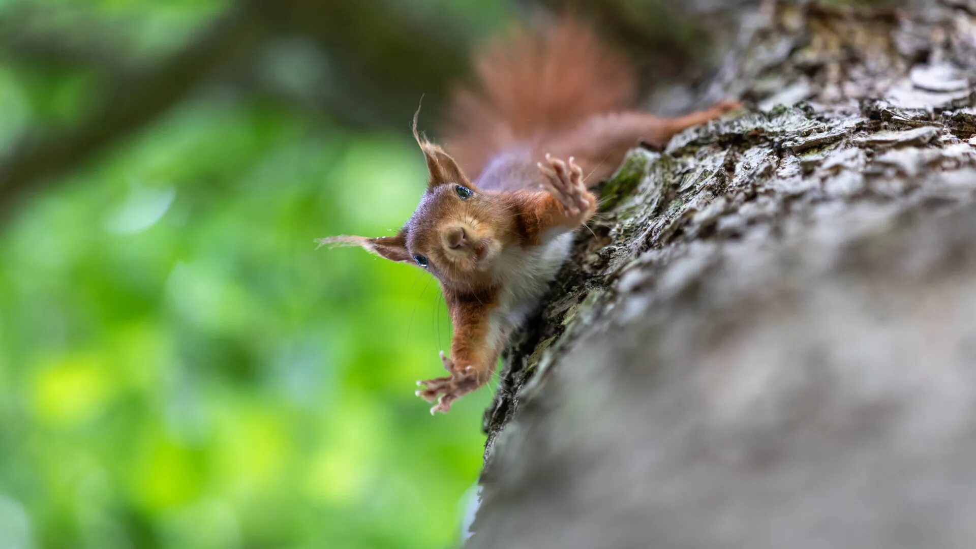 Tree jumping