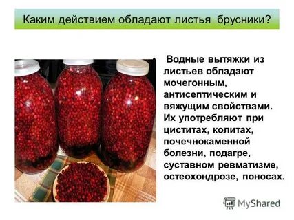 Брусника при подагре