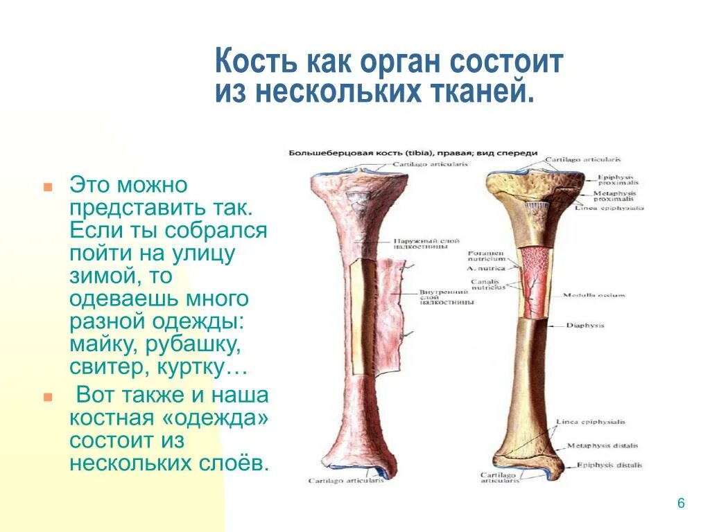 Кости это какая ткань