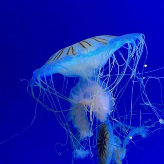 Водные беспозвоночных животных