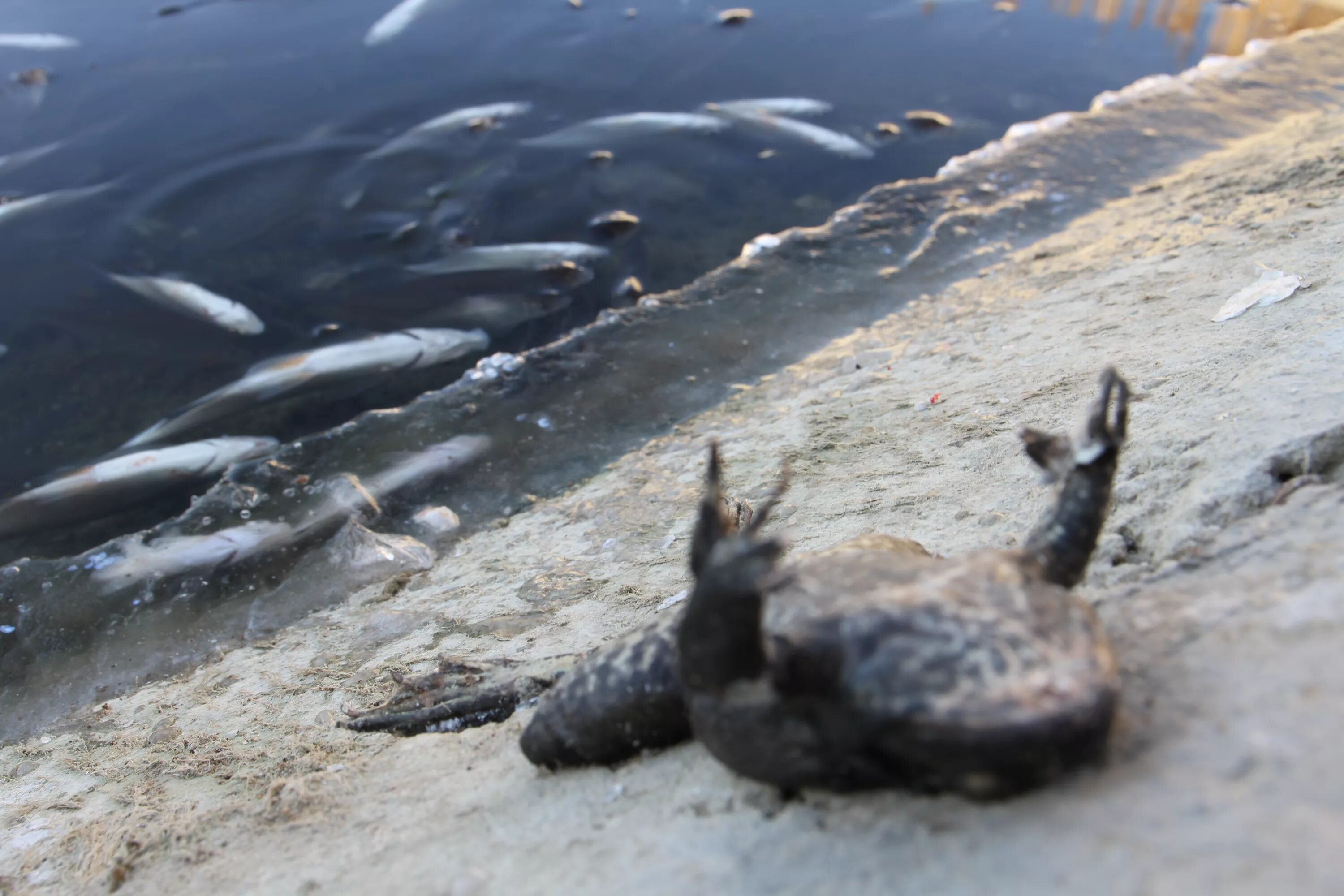 Рыба в грязной воде. Загрязнение воды рыбы. Гибель обитателей водоемов.