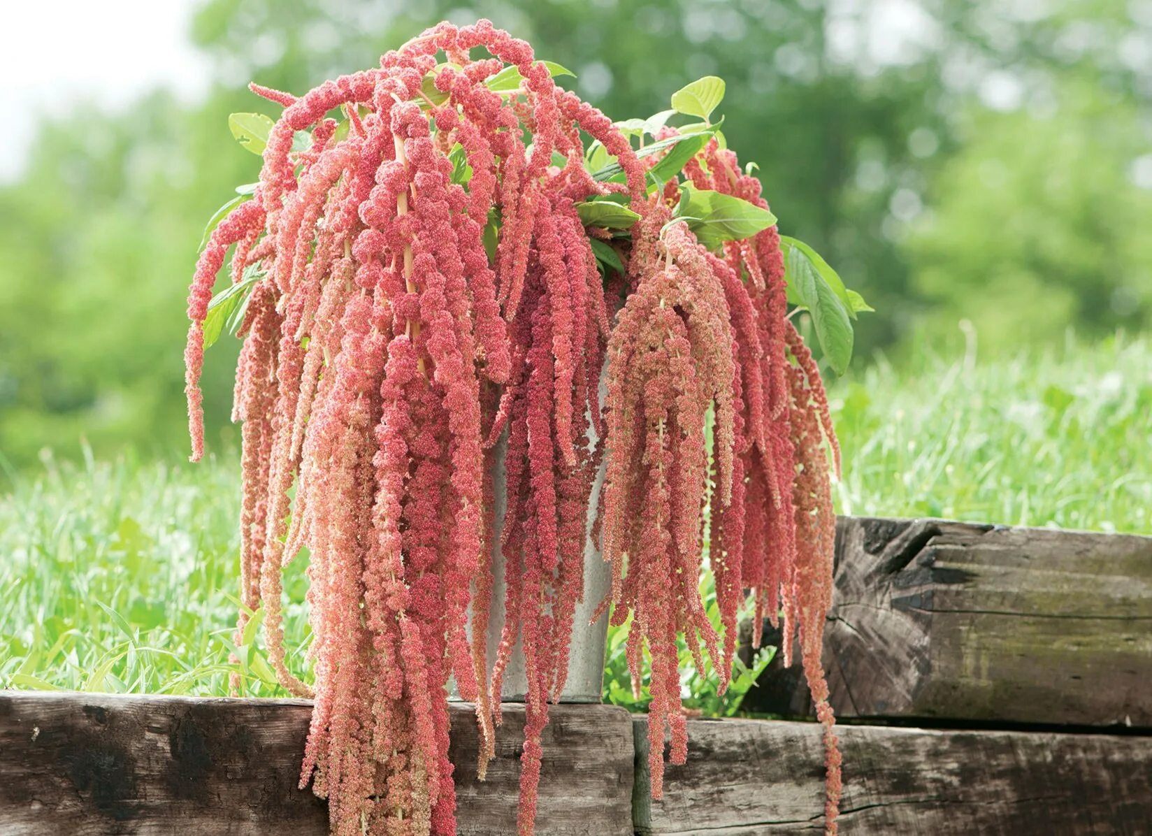 амарант метельчатый бордовый. амарант цветок. амарантовые семейство растений. амарант щирица. амарант хвостатый (amaranthus caudatus).