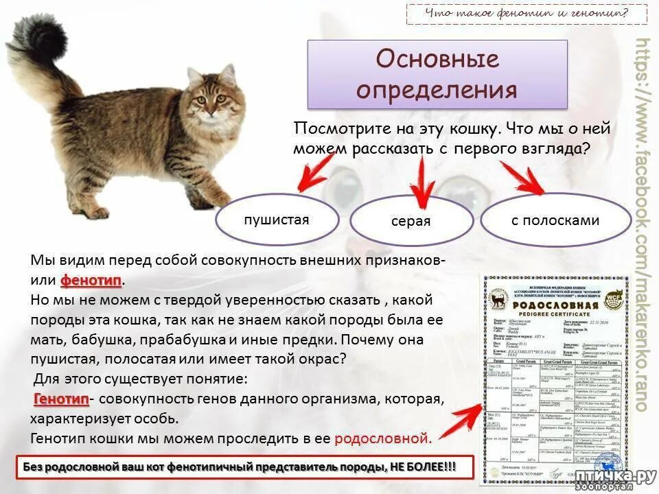 Признаки породистой кошки. Классификация пород домашних кошек. Сколько пород кошек существует. Возраст котёнка по внешнему виду.