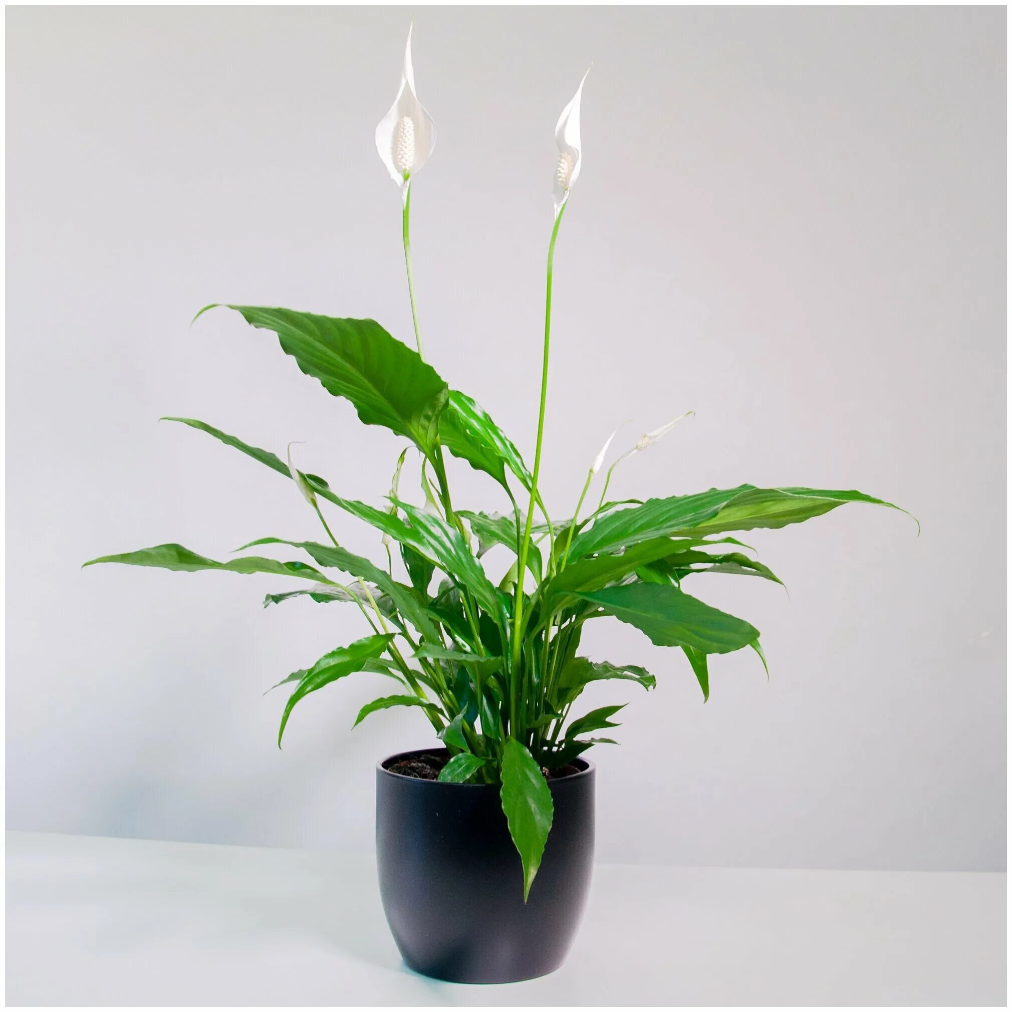 Спатифиллум лауретта. Спатифиллум себастьяно. Спатифиллум свит лауретта сильвио. Спатифиллум свит себастьян. Спатифиллум себастьяно.