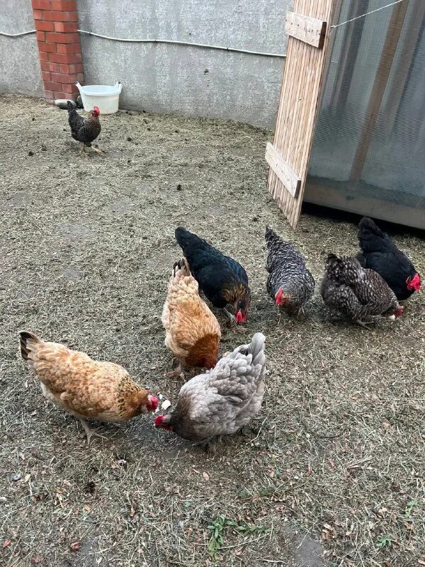 Пакость фото. Курица опять курица. Курица опять курица. Очень жарко. Курица маренго.