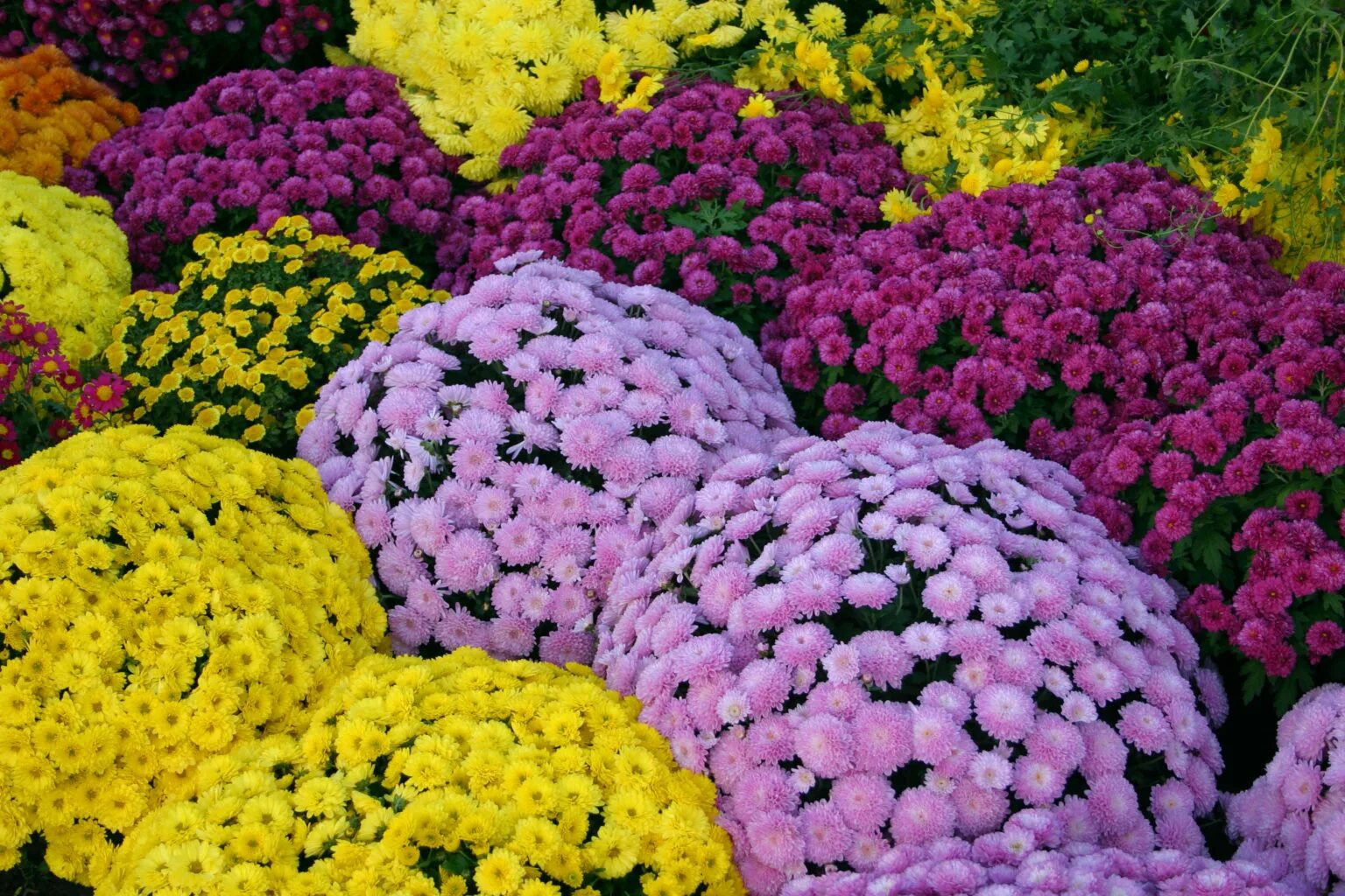 хризантемы многолетние шаровидные. хризантема мультифлора шаровидная многолетняя. хризантема мультифлора шаровидная. хризантема шаровидная садовая. хризантема мультифлора шаровидная.