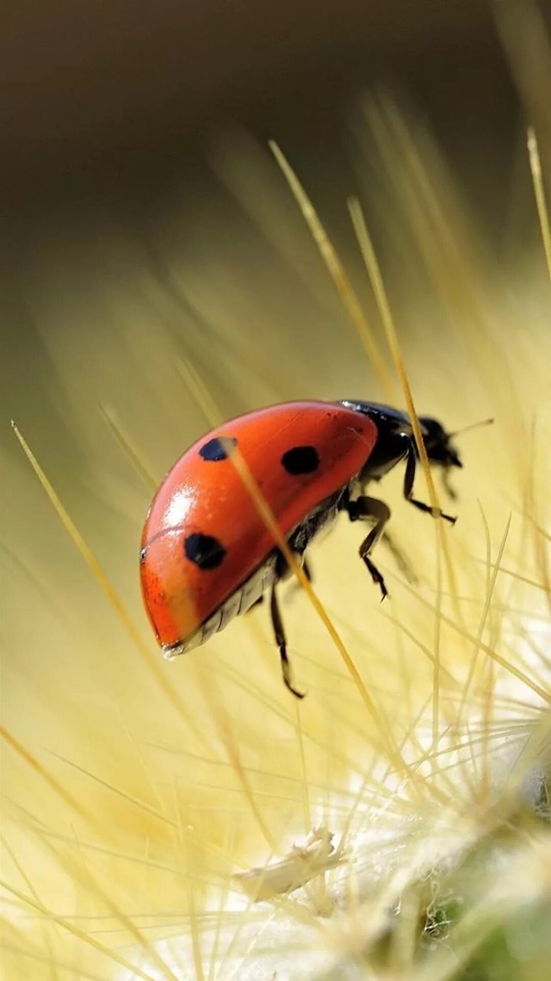 божья коровка арлекин. двадцатидвухточечная коровка. букашки на айфон. макросъёмка комара. листья с капельками воды.