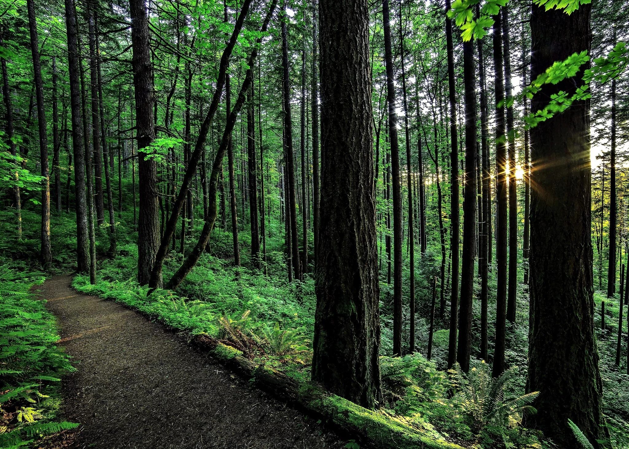 Forest road wallpaper, nature, tree, path, spruce fir forest Desktop background 