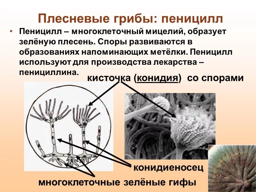 Презентация плесневые грибы 7 класс биология. Плесневые грибы пенициллиум. Плесневый гриб пеницилл. Плесневый гриб пеницилл биология. Что такое гриб пеницилл 5 класс биология.