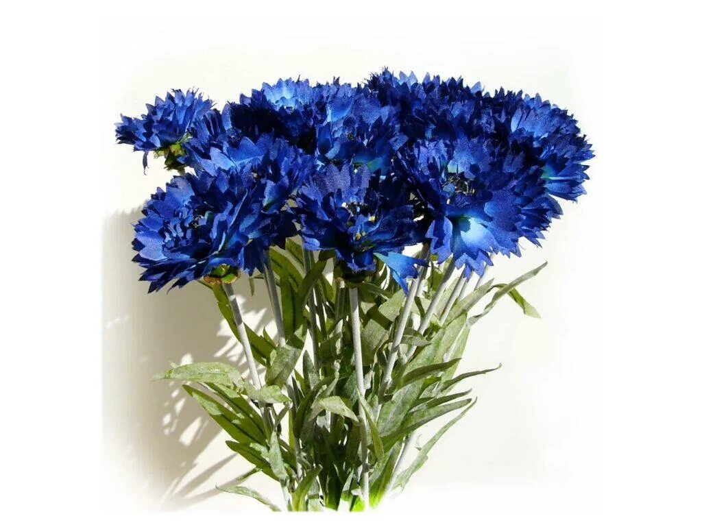 Василек полевой. Василёк Centaurea. Диантус цветы синие. Диантус голубой.