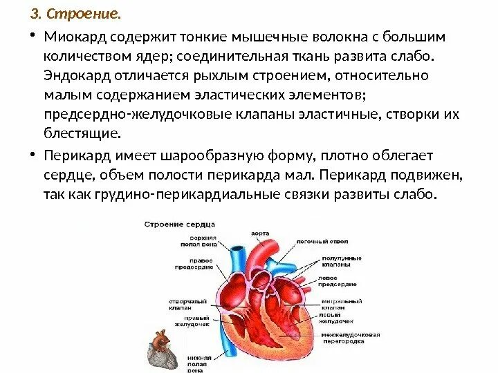 Особенности структуры миокарда. Строение миокарда. Строение миокарда. Источник развития сердца анатомия. Схема слоев миокарда предсердий и желудочков сердца.