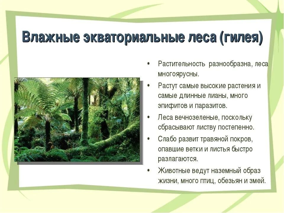 Растительность природных зон земли 7 класс биология. Гилея — влажные тропические леса. Влажные экваториальные леса растения. Влажные экваториальные леса Африки Гилея. Влажные экваториальные леса характеристика.