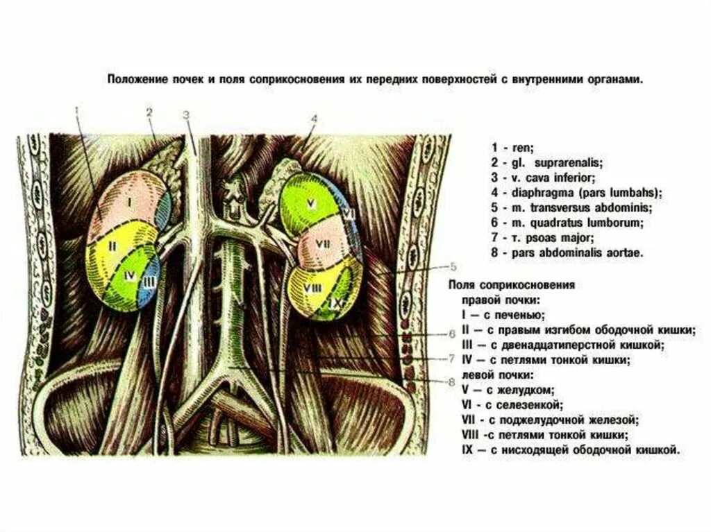 Синтопия почек сзади. Поля почки. Поля почки. Топография почек вид спереди. Органы прилежащие к передней поверхности левой почки.