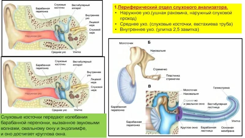 Из каких частей состоит слуховой анализатор