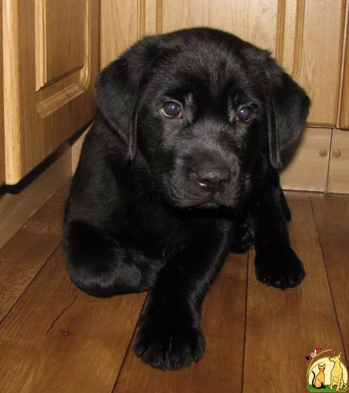Черный лабрадор 2 месяца. Щенки лабрадора 2 мес. Лабрадор два месяца. Лабрадор ретривер 2 месяца. Щенки лабрадора 2 мес.