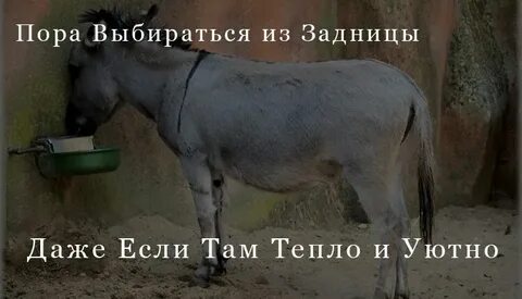 Задом не сдаст