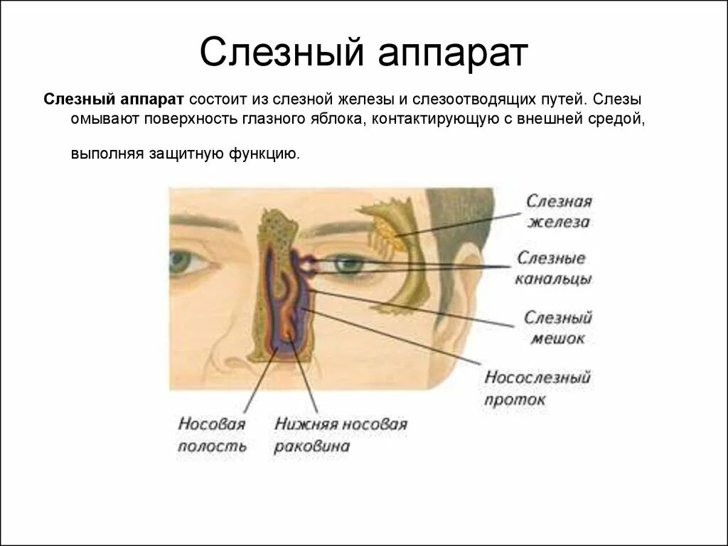 Слезная железа относится к железам. Слезный мешок носослезный проток. Слезный аппарат строение и функции. Носослезный проток соединяет слезный мешок с.