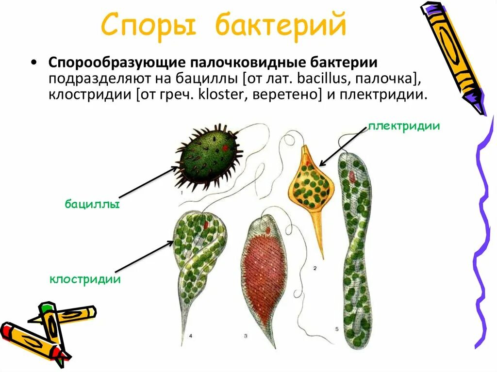 Микроорганизмы образующие споры. Спора у бактерий примеры. Схема образования спор у бактерий. Бактерии которые образуют споры. Бактерии не образующие споры.