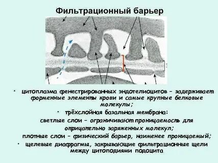 Почечный барьер
