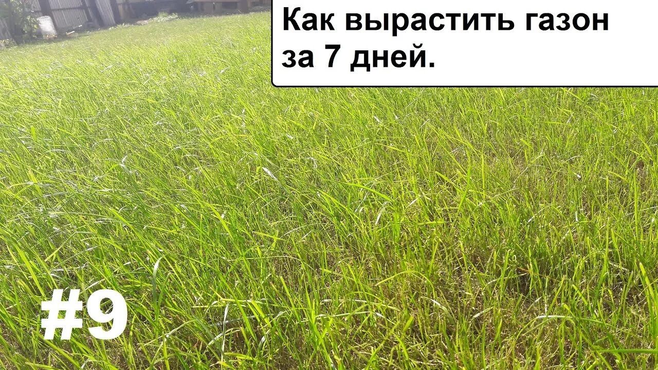 Через сколько всходит газонная трава. Как растет газон. газон всходит. взошедший газон. сутки после посева газона.