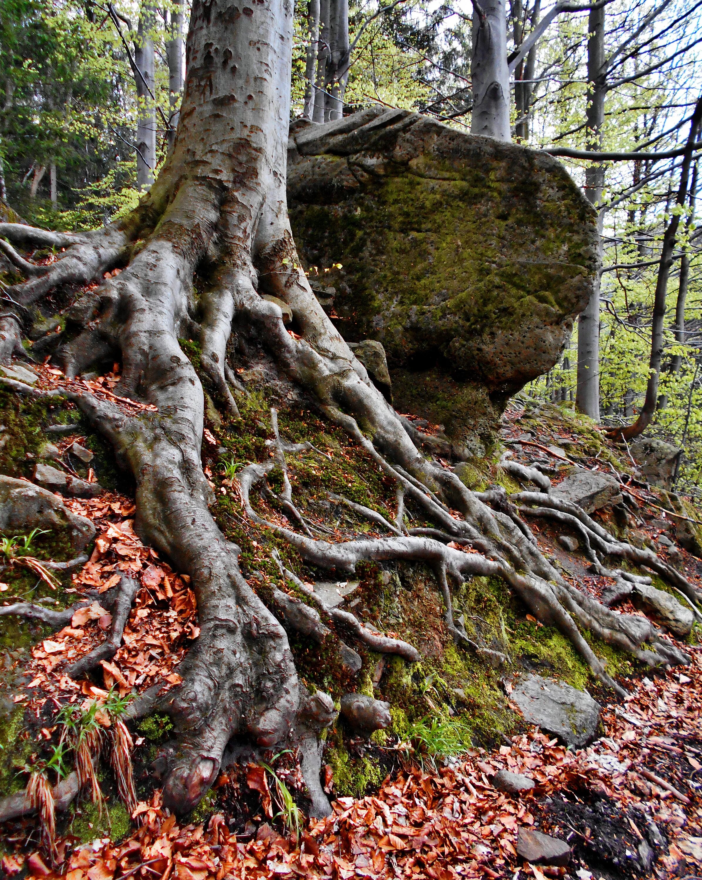 Камень дерева. Каменное дерево. Корни дерева. Старое дерево в лесу. Красивое дерево с корнями.
