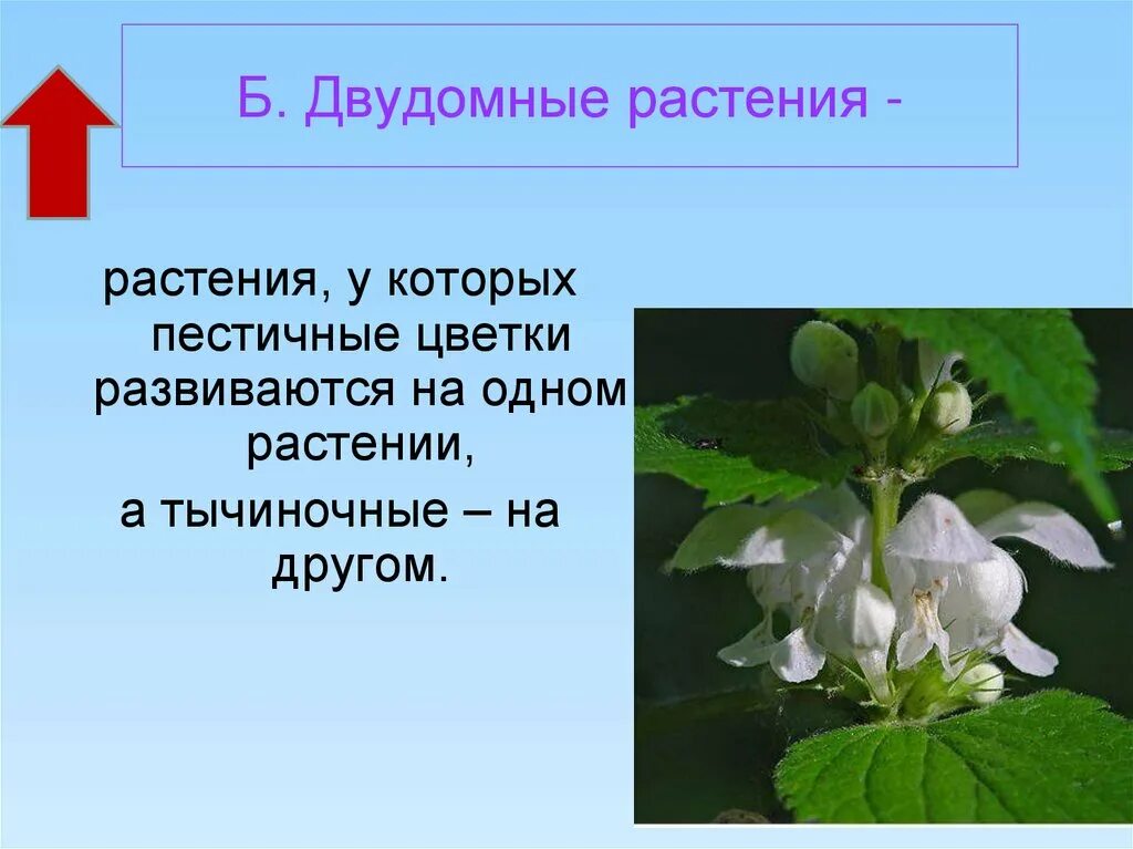 Двудомными называют растения у которых развиваются цветки. Строение двудомного цветка. Двудомные растения это 6 класс. Осина двудомное растение. Тычиночные и пестичные цветки развиваются на одном.