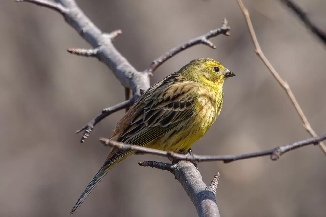 Yellowhammer (Emberiza citrinella). Birds of Siberia.