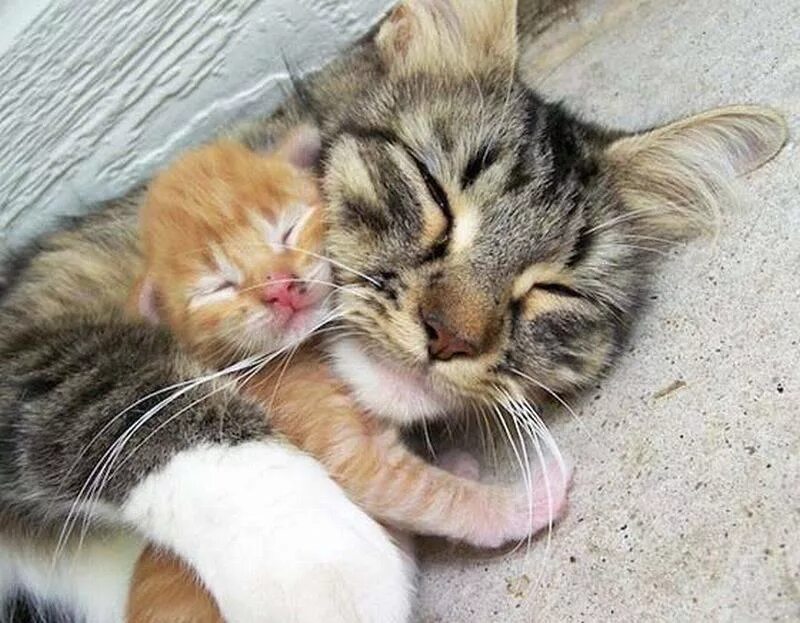 Мамины коты. Котики обнимаются. Обнимашки котят. Котята с мамой. Милые котята с мамой.