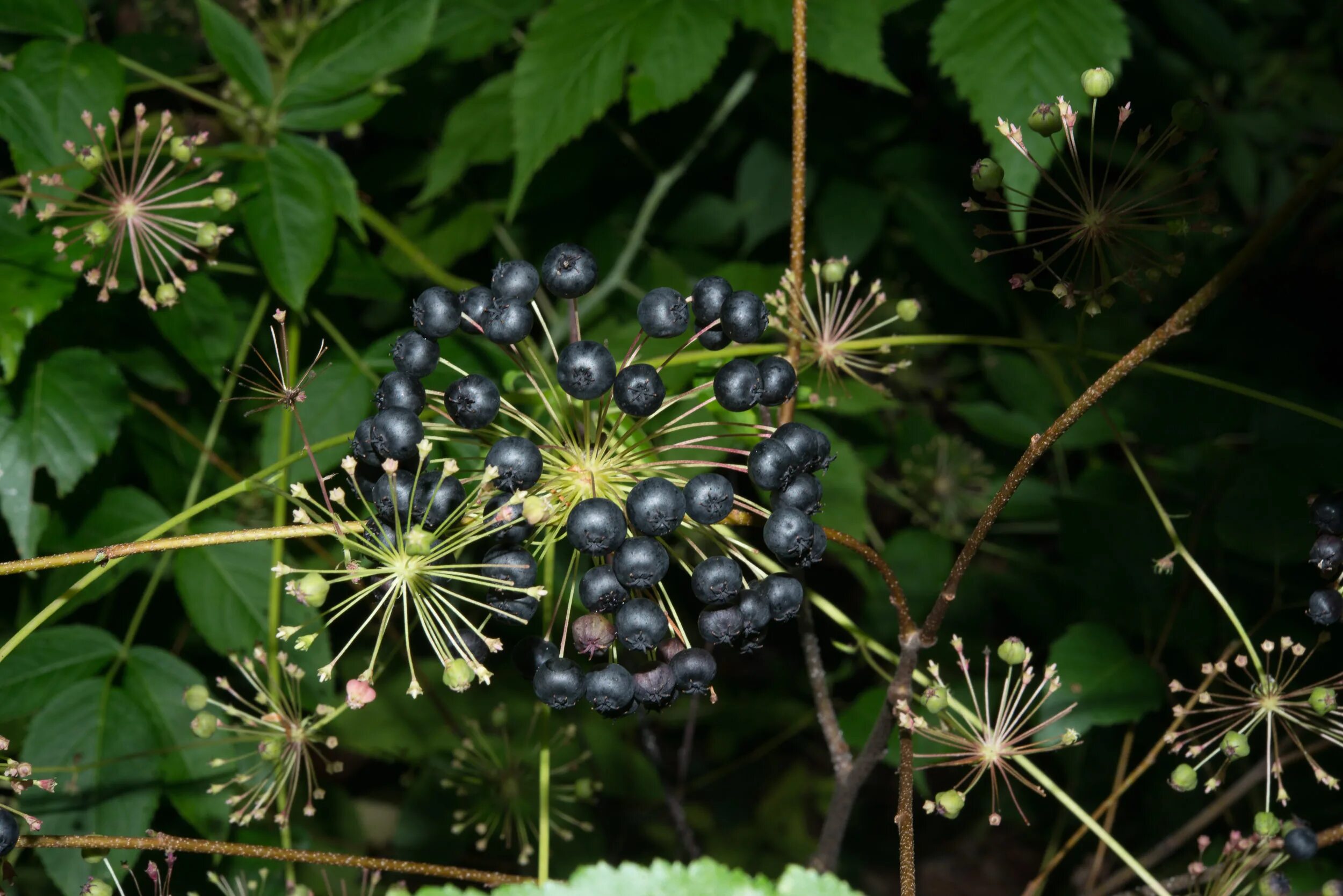 Аралия высокая. Аралия (Aralia). Маньчжурская Аралия маньчжурская. Аралия маньчжурская колючая. Аралия высокая маньчжурская.