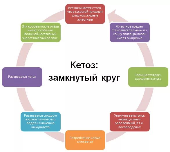 Как правильно войти в кетоз и быстро. Кетоз коров схема. профилактика кетоза у коров. кетоз крупного рогатого скота этиология. нарушение обмена веществ у коров.