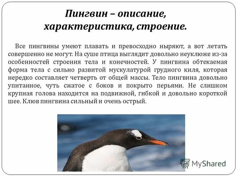 Значение пингвинов в природе. Описание пингвина. Характеристика пингвинов. Пингвины краткая информация. Строение пингвина.