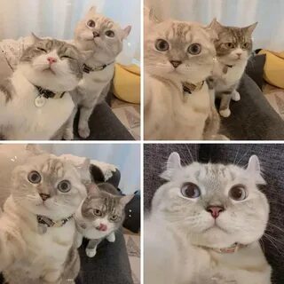 Два кота мем