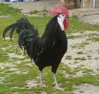 Испанка курица