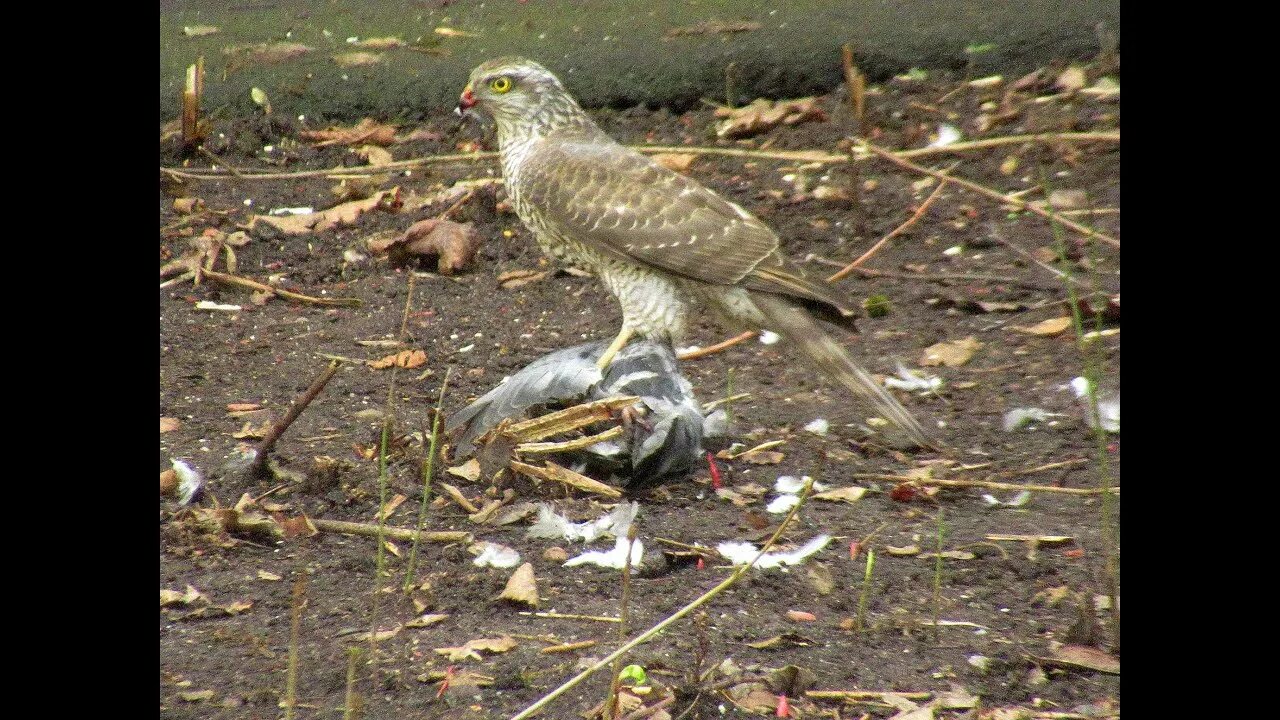 Ястреб в городе почему. Ястреб в городе почему. Ястреб-тетеревятник фото. Ястреб-перепелятник. Ястреб тетеревятник охота.