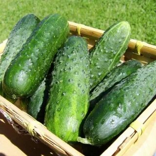 Сорт огурцов чижик