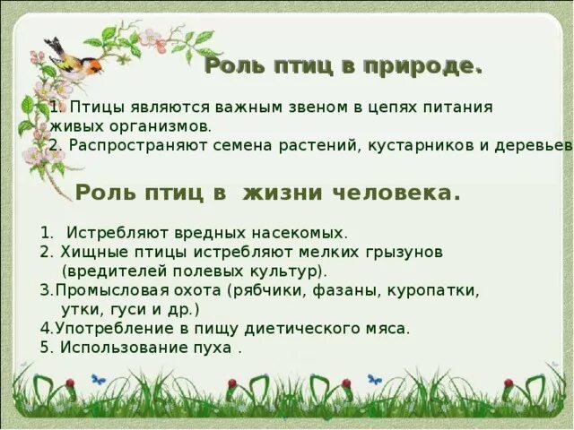 Значение птиц в природе конспект. Роль птиц в природе. Роль птиц в жизни человека. Роль птиц в природе и жизни человека. Значение птиц в жизни человека.