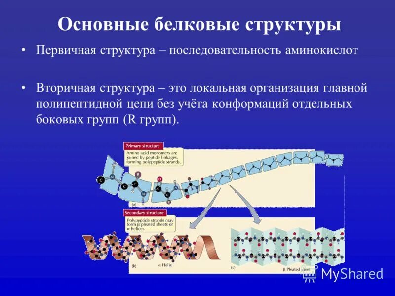 Последовательность аминокислот в белке является. Последовательность аминокислот в белке является