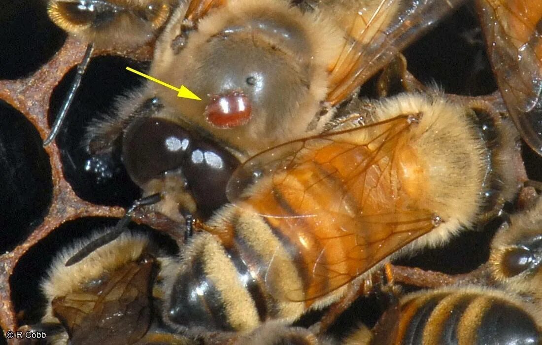 Как еще называют болезнь пчел. Клещи варроа у пчел. Пчелы личинками варроатоз. Шмелиная матка. Клещ варроа на пчеле.
