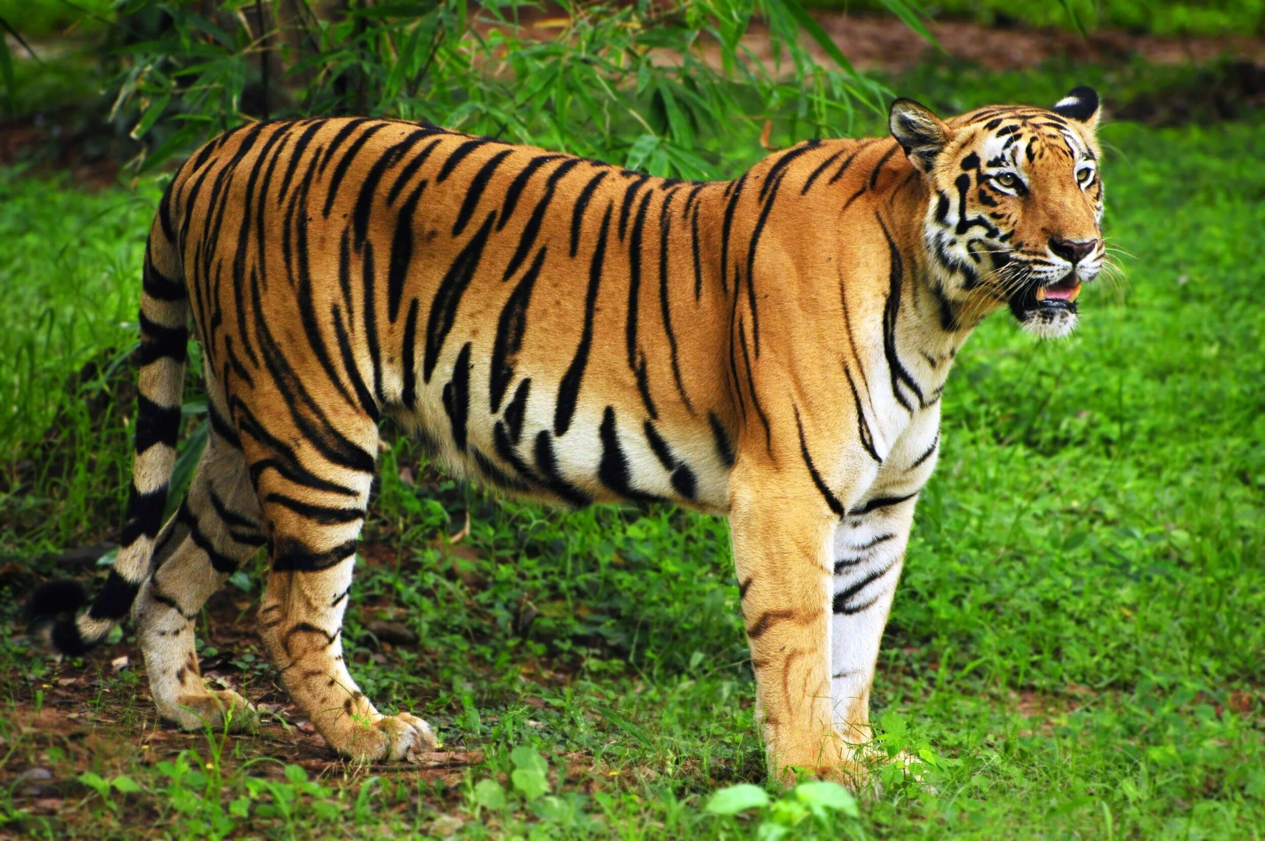 Бенгальский тигр. Тайгер тигр. Бенгальский тигр Бангладеш. Королевский бенгальский тигр. Бенгальский тигр подвид тигра