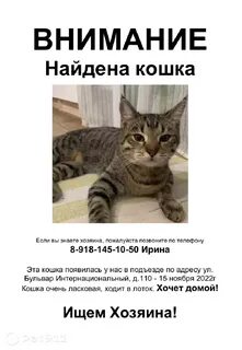 Нашлась кошка
