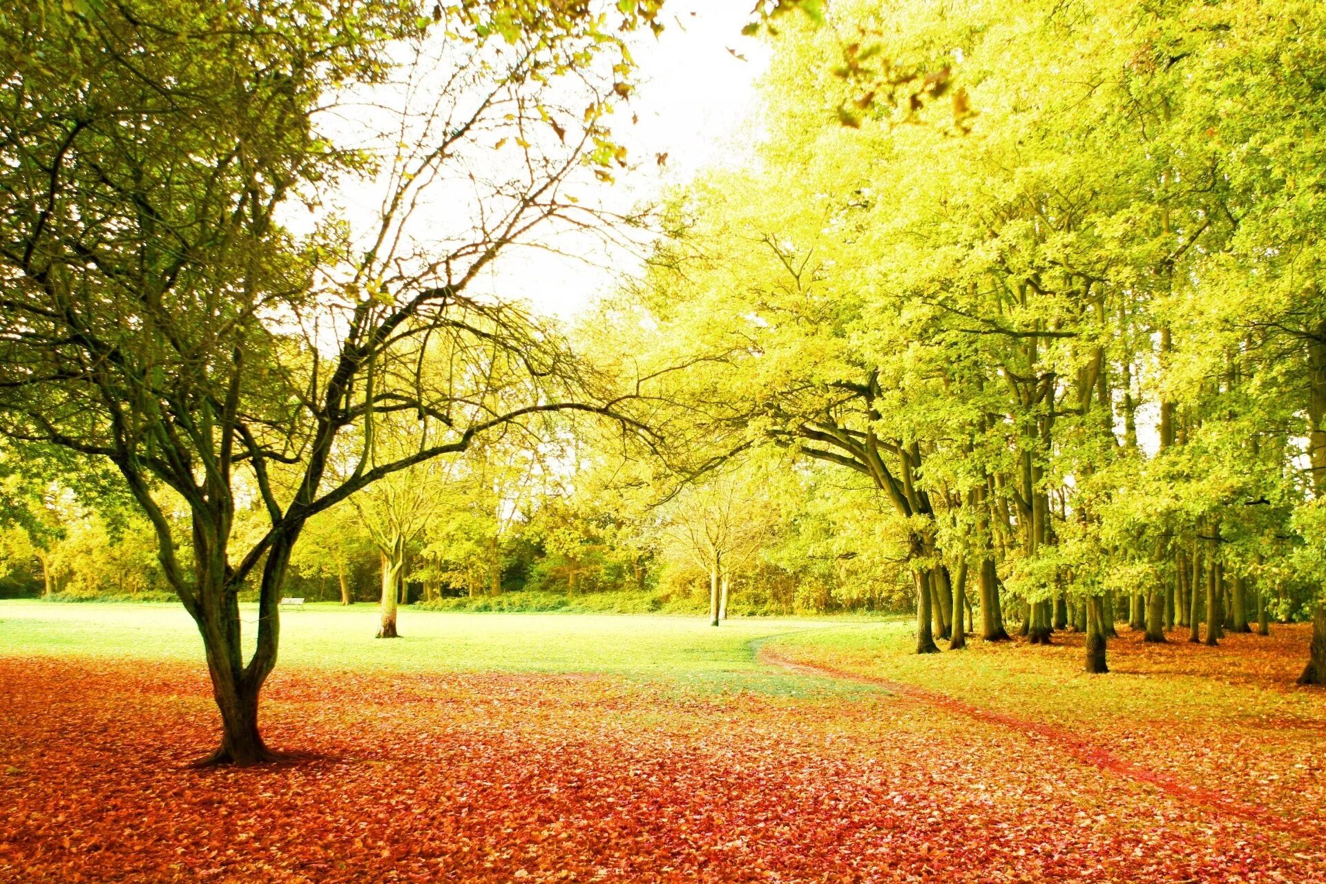 Осень без людей. Осень. Осенний парк. Природа. Пейзаж.