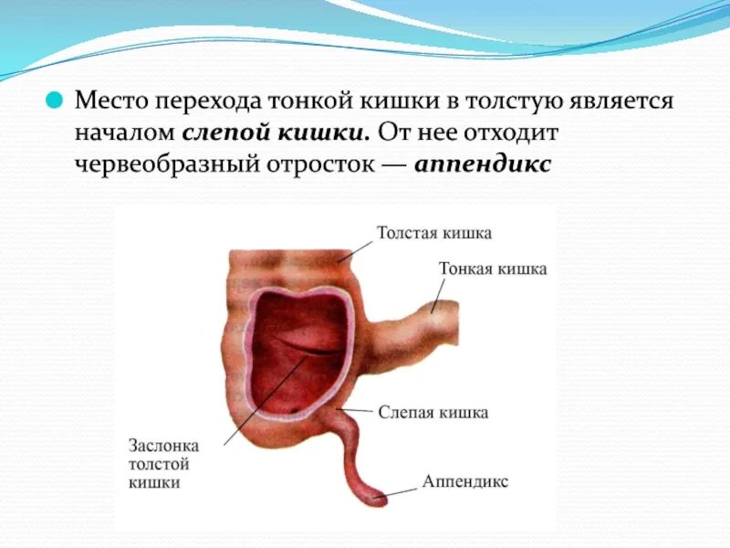 Слепая кишка кратко. Червеобразный отросток Толстого кишечника. Аппендикс это отросток слепой кишки. Слепая кишка и червеобразный отросток.