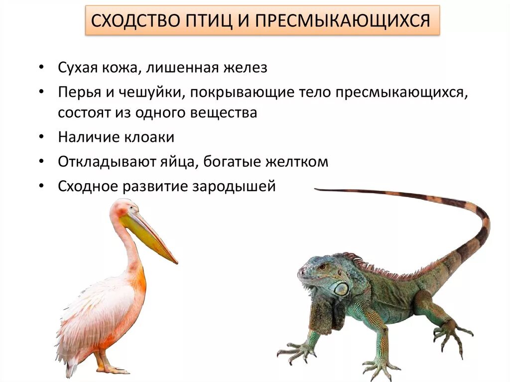 Что общего в организации птиц. Пресмыкающихся и птиц. Сходство птиц и рептилий. Общие сходства птиц и пресмыкающихся. Общие черты птиц и пресмыкающихся.