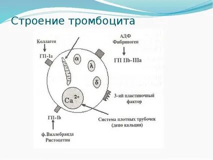 Строение тромбоцитов