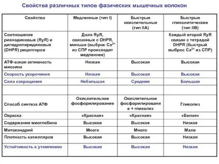 Волокна 1 типа