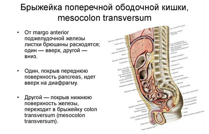 Брыжейка это. Лимфатические узлы брыжейки. Брыжейка это. Брыжейка тонкой кишки строение. Брыжейка тонкой кишки строение.