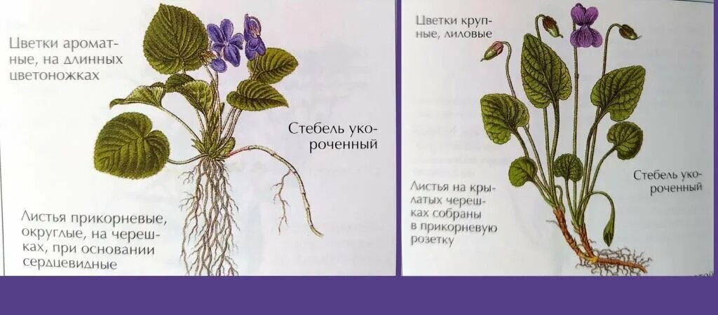 Фиалка внешнее строение. Фиалка топяная viola uliginosa. строение фиалки топяной. морфологическое строение фиалки. строение фиалки комнатной.