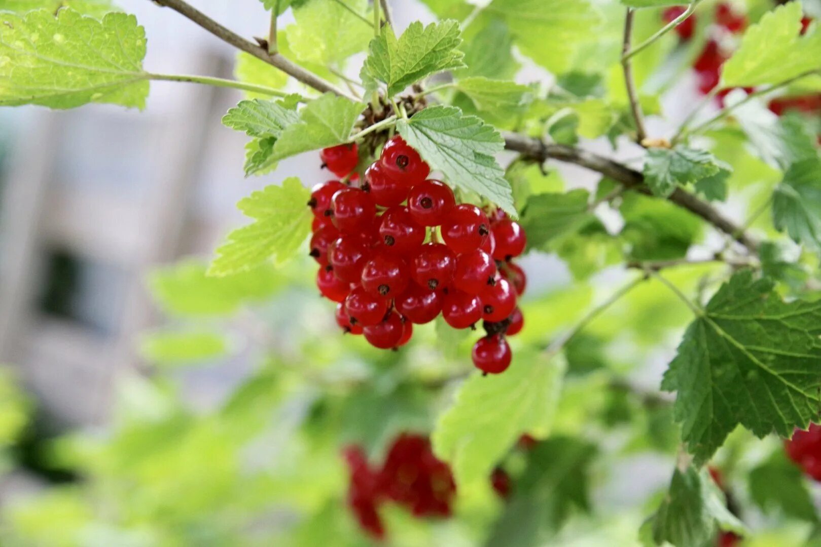 Смородина красная андрейченко. Красная смородина минус. Смородина алая зорька. Красная смородина минус. Красная смородина ленинград.